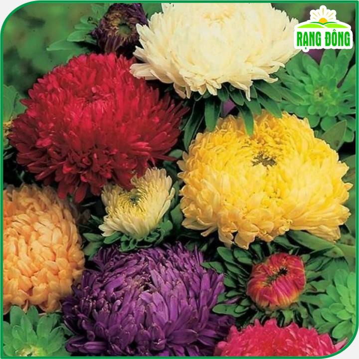 Hạt giống Hoa Cúc Đại Đóa nhiều màu thân cao 60-70cm, trồng quanh năm - Hạt giống Rạng Đông