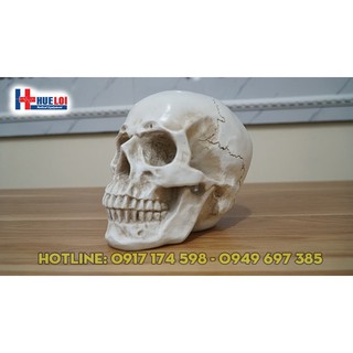 Mô hình giải phẫu xương sọ