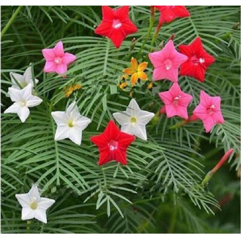 Combo 3 gói hạt giống hoa leo giàn tóc tiên mix - HG1