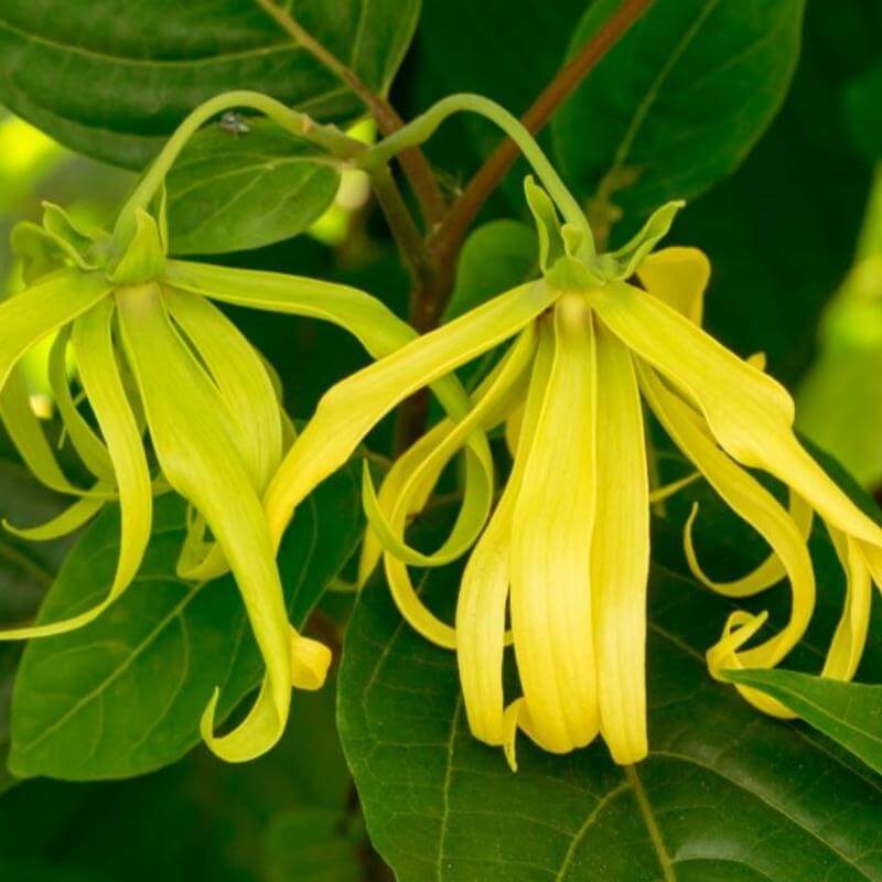 Nước hoa vải ylang ylang tinh dầu hoa ngọc lan tây cao cấp chillme