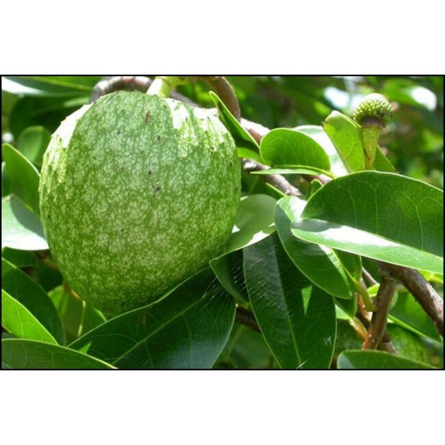 Cây giống bình bát