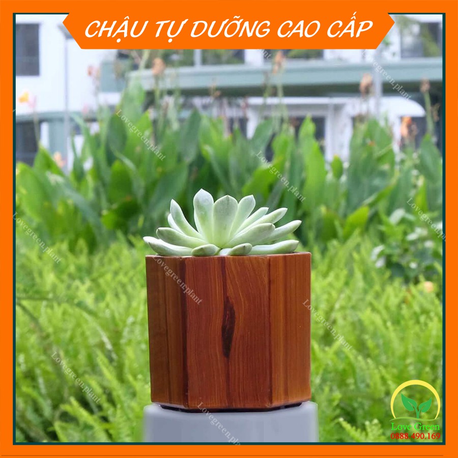 Chậu Sơn Lục Giác 💚Trồng Cây Cảnh Hoa Kiểng💚 Để Bàn Làm Việc Tự Dưỡng, Tự Tưới Trang Trí Nội Thất Văn Phòng Nhựa CATLEZA