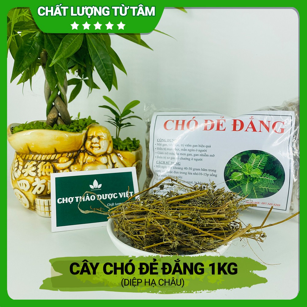 [Giá Sỉ] 1kg Cây Chó Đẻ Đắng (Diệp Hạ Châu)