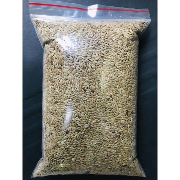 Hạt láng dài cho chim vẹt yến phụng, yến hót, bảy màu, lovebird… gói 1kg