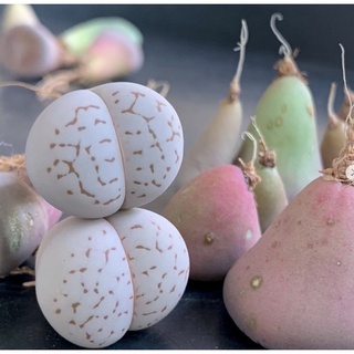 Sen Thạch Lan Dòng Dinterthanus, Lithops Sen Mông 1,5-2cm