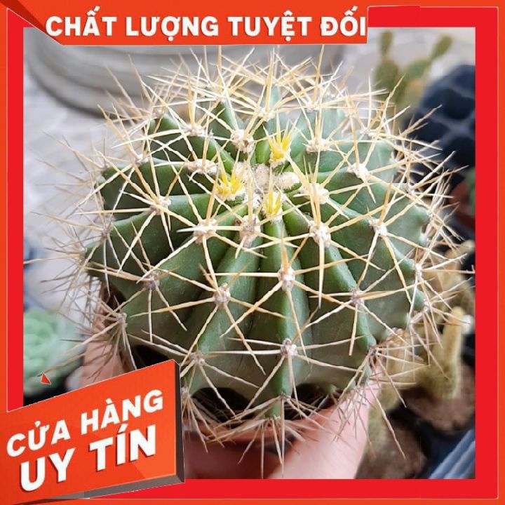 Xương rồng fero gai vàng ❌ FREE SHIP ❌  Xuất xứ Đà Lạt, đã thuần khí hậu