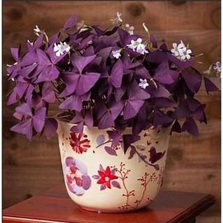 củ giống hoa bướm đêm