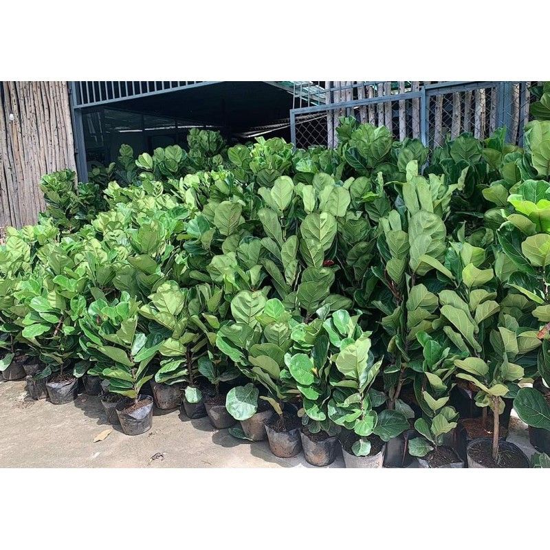 Cây Bàng Singapore