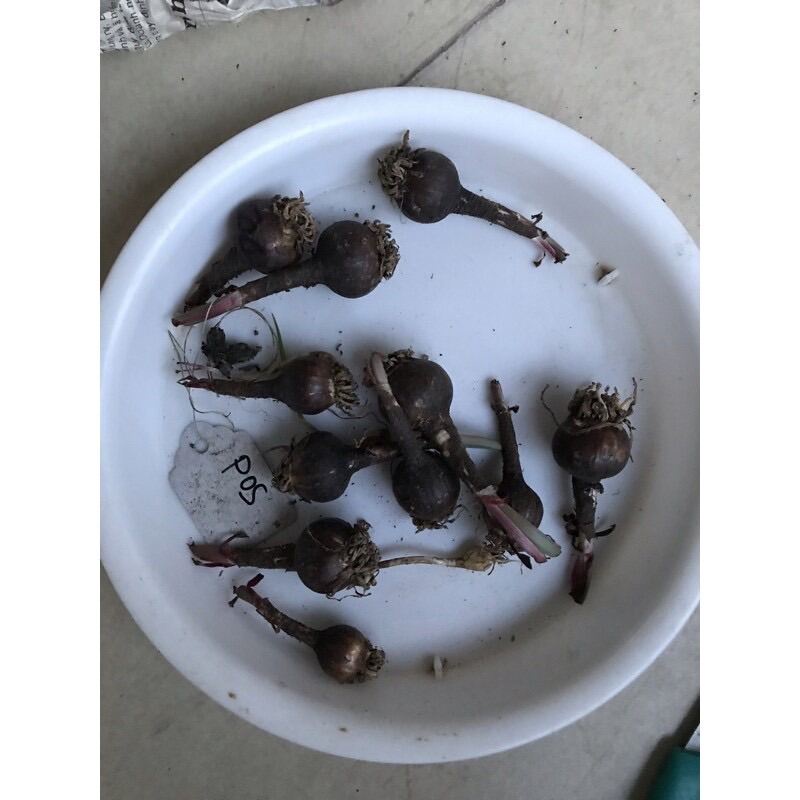 Hoa địa Lan tuyết điểm HOA TẾT