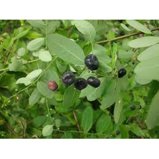 1 ký cây phèn đen phơi khô