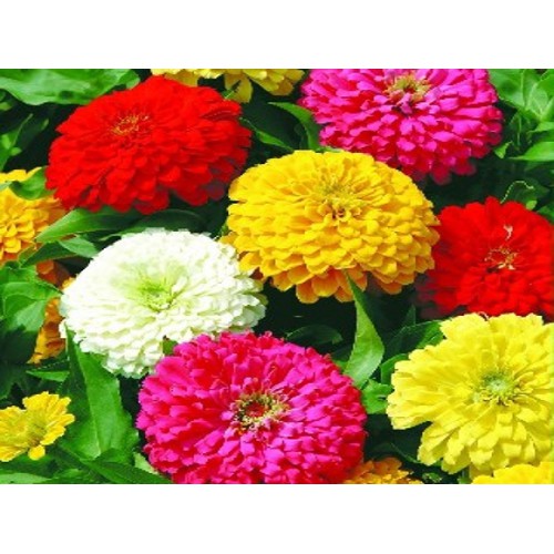 Hạt Giống Hoa Cúc Lá Nhám Mix Nhiều Màu  -