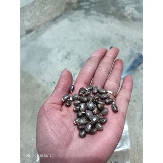 Hạt thầu dầu tía