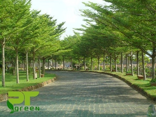 Cây giống Bàng Đài Loan