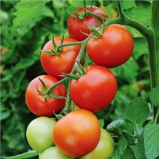 Hạt giống cà chua chịu nhiệt 30 hạt