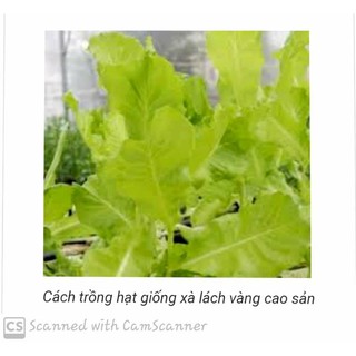 10 gam Hạt Giống Xà Lách Đà Lạt Cao Sản