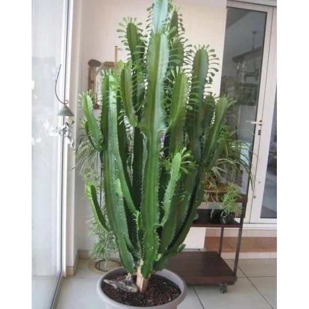 Xương rồng 3 cạnh- cây thuần khí hậu.