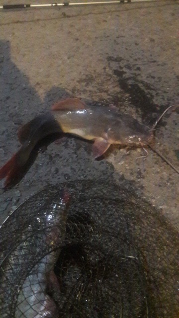 Mồi thuốc cá lăng hu 500g | BigBuy360 - bigbuy360.vn