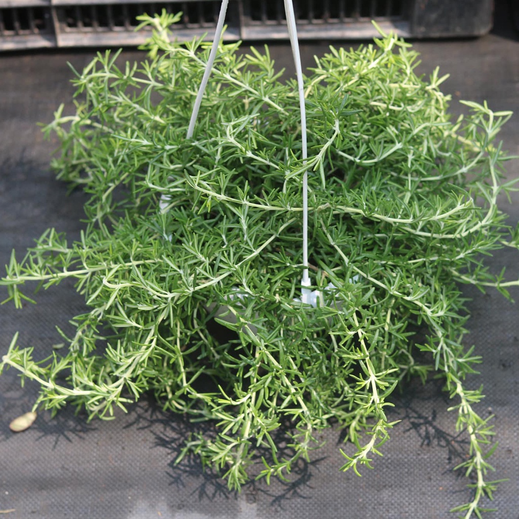 Cây Hương Thảo rũ "Rosemary", chậu treo to 20cm