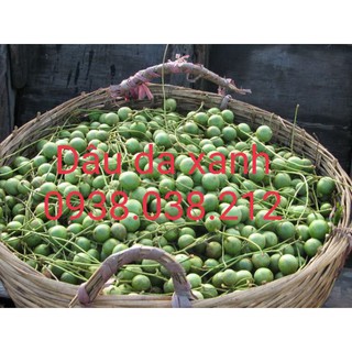 CÂY GIỐNG DÂU DA XANH