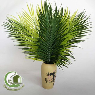 Bụi cây dừa - bụi lá dừa giả cao 50cm