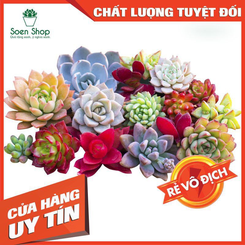 Sen đá cỡ trung nhiều màu các loại - sen đá Đà Lạt đã thuần không khí