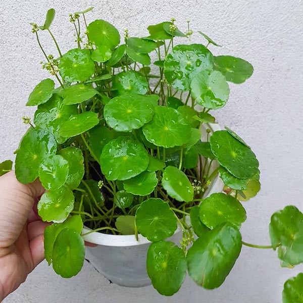 Cây cỏ đồng tiền (rau má kiểng)