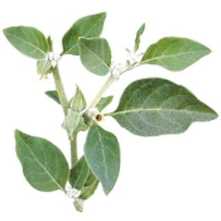 Bột nhân sâm - Poudre ayurvédique d'Ashwagandha