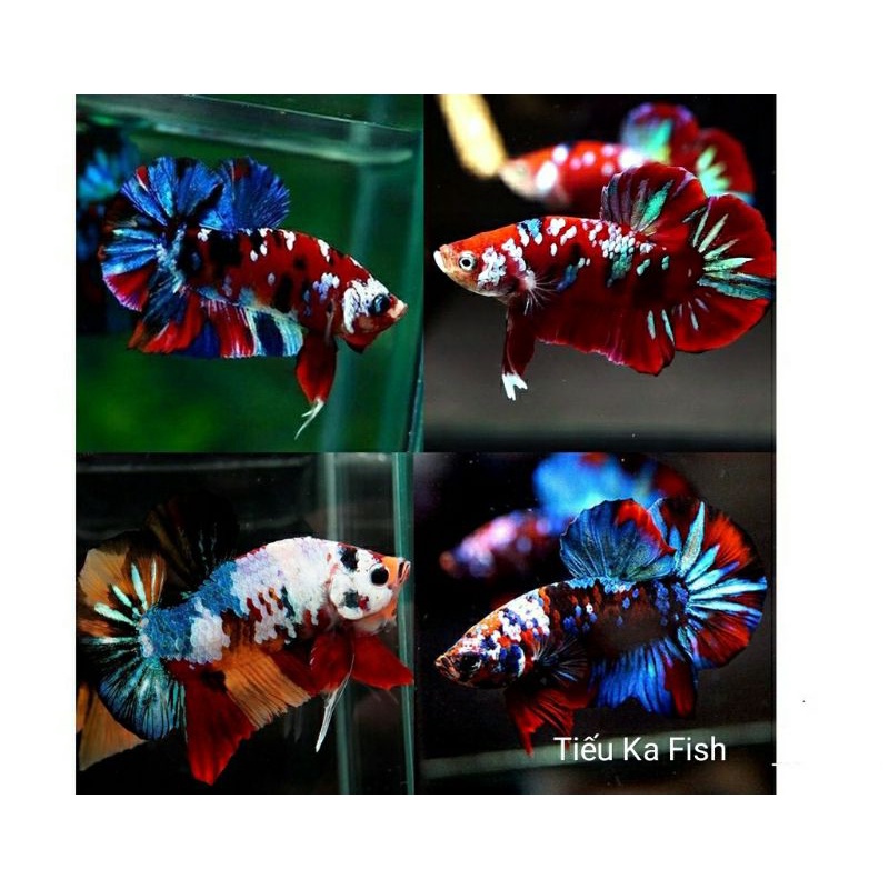 Combe 1 bộ 3 Betta mái Galaxy tơ sắp full màu