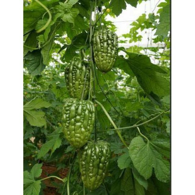 HẠT GIỐNG MƯỚP ĐẮNG TRÁI TIM XANH 5 HẠT ĐẾN MÙA TRỒNG TẾT luckyseed hạt siêu rẻ