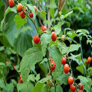 Cây dược liệu cà gai leo chuẩn giống + Tặng 01 cây dâu da đất ( bòn bon)