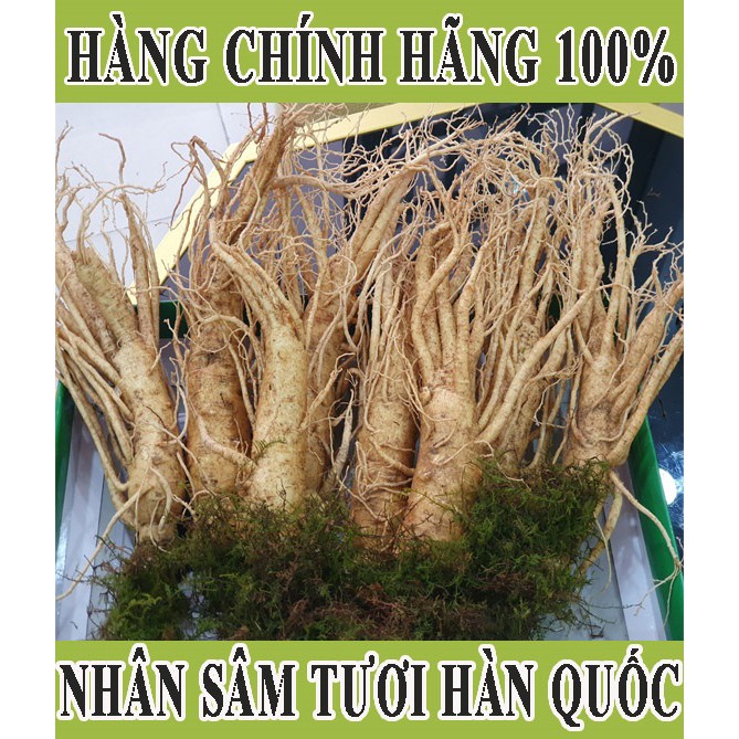 NHÂN SÂM TƯƠI HÀN QUỐC giá chỉ 170.000đ/1 củ