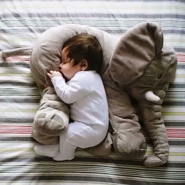 Chú voi con ấm áp