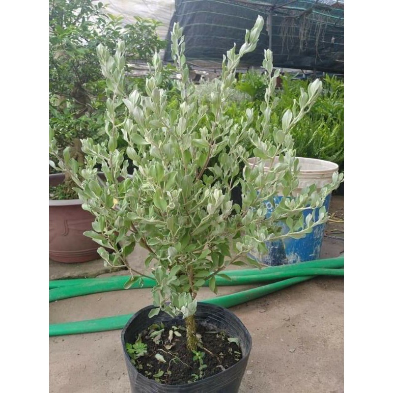 CÂY HOA TUYẾT SƠN PHI HỒNG