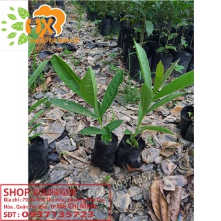 hoa chuông vàng cây giống ( combo 5 cây)