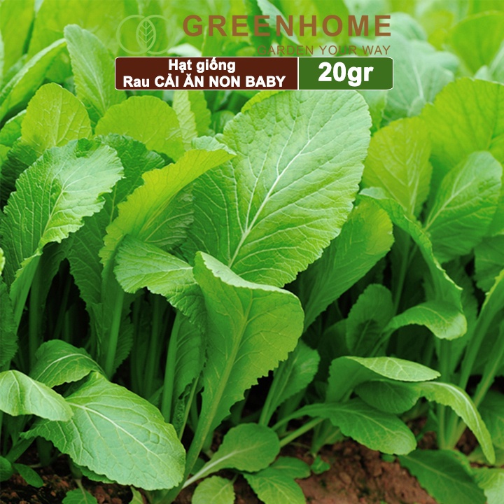 Hạt giống rau Cải ăn non Greenhome, gói 20g, dễ trồng, thu hoạch nhanh R05