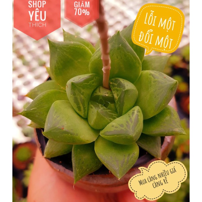 sen đá kim cương 1 đổi 1