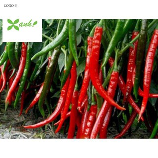 Hạt Giống Ớt hàn Quốc 30 Hạt