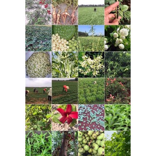 TRÀ THẢO MỘC AN SINH ORGANIC