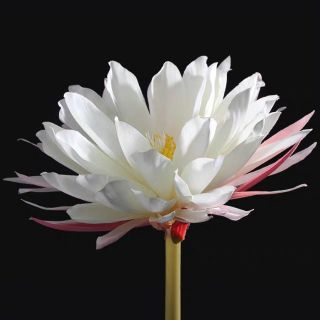 Hoa bằng vải Khánh Tăng