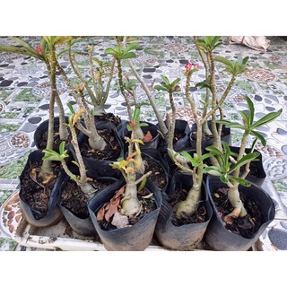 cây sứ thái hạt cánh kép