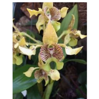 Macrophyllum Phong Lan Dendrobium