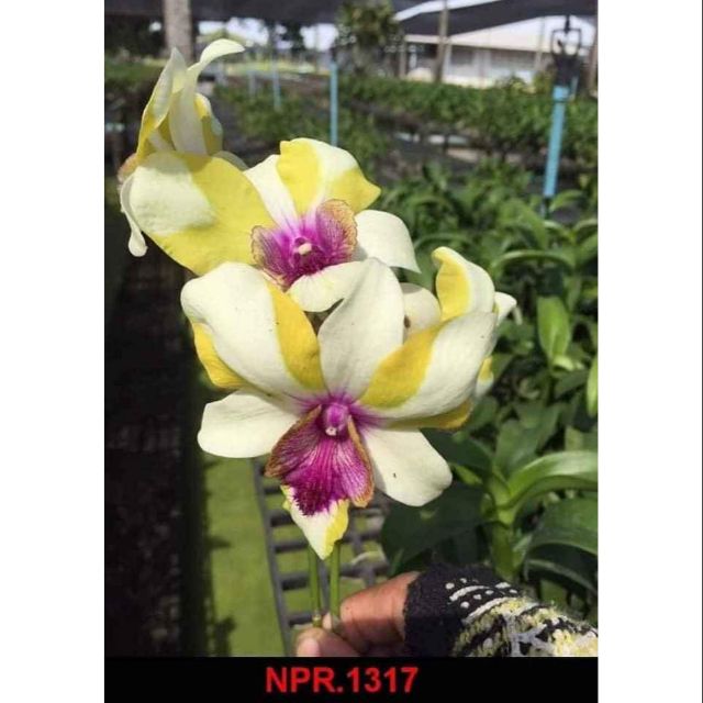 Denro lai cat Mắt rồng