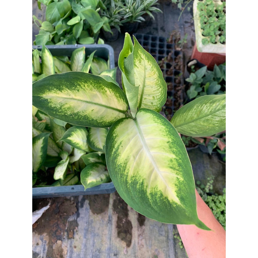 Cây vạn niên thanh, cây sao sáng để bàn