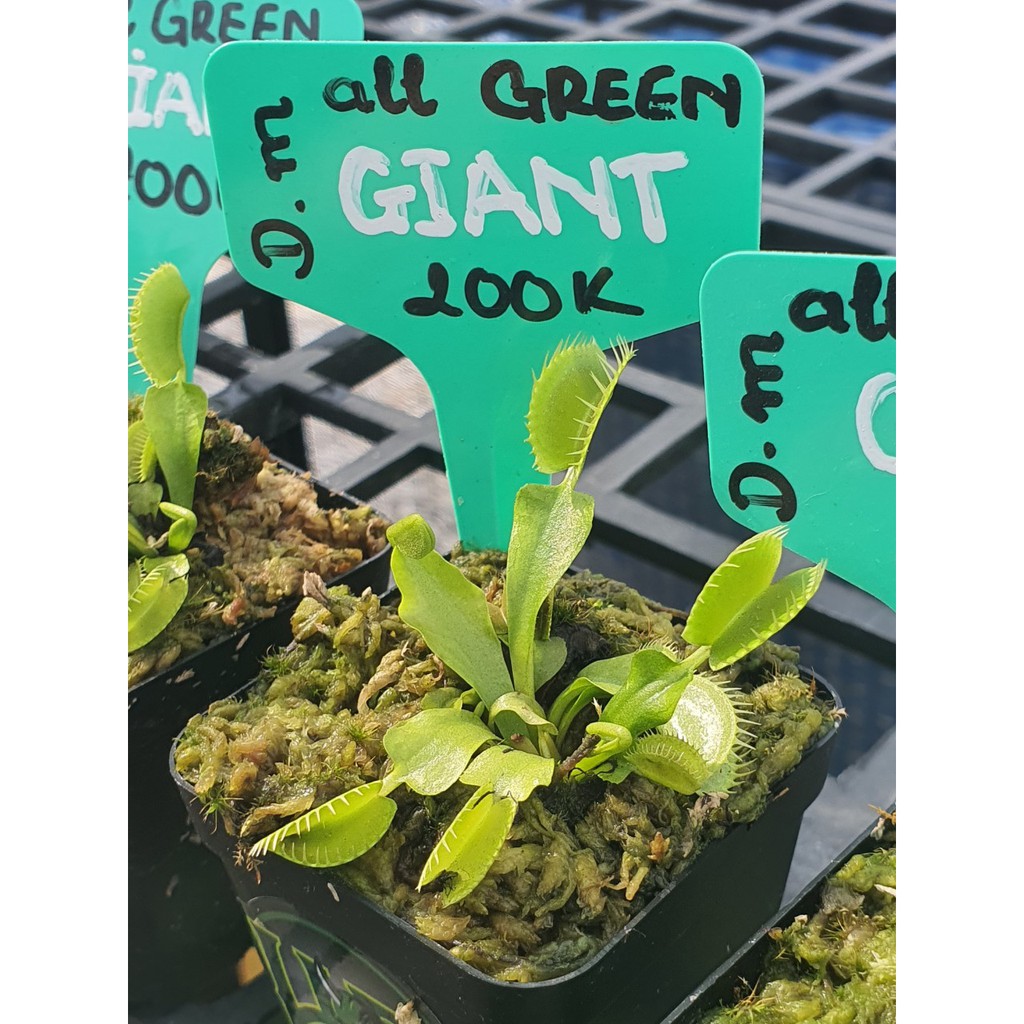 D.m All Green Giant - Bẫy Kẹp Khổng Lồ Xanh của Hắc Tê Exotic Zone.