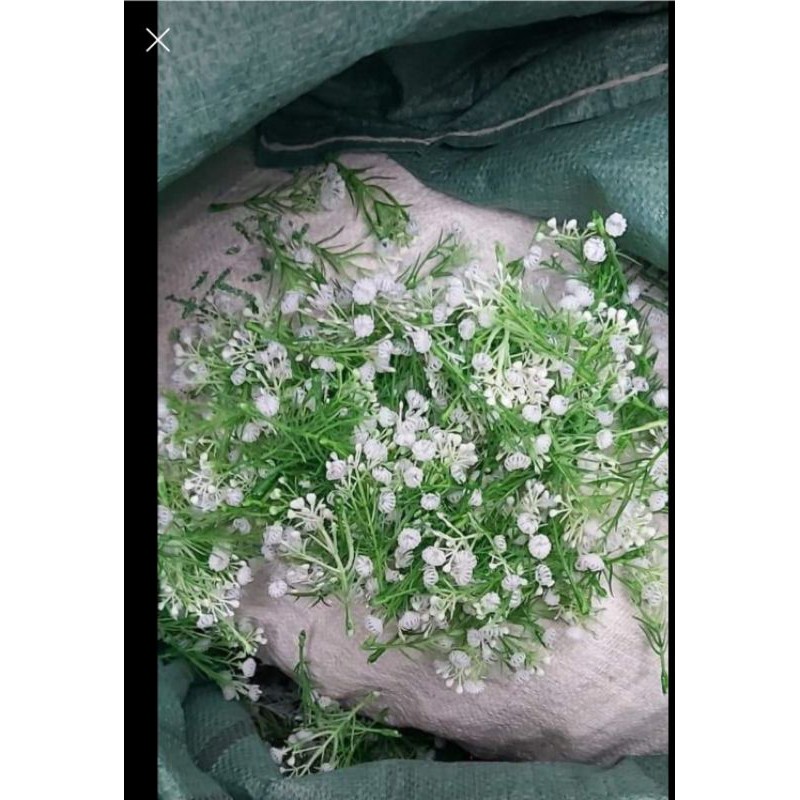 Cỏ điểm babi bông bi búp giúp điểm hoa thêm đẹp. Loại cỏ rời tính theo lạng | BigBuy360 - bigbuy360.vn