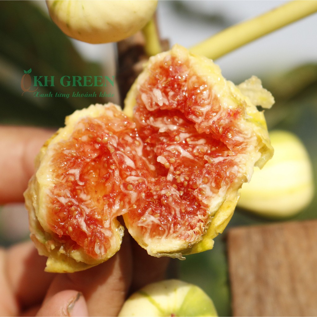 Cây giống sung Mỹ trái sọc cẩm thạch Panache Tiger