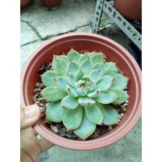 Sen đá bánh bao lửa size 12cm