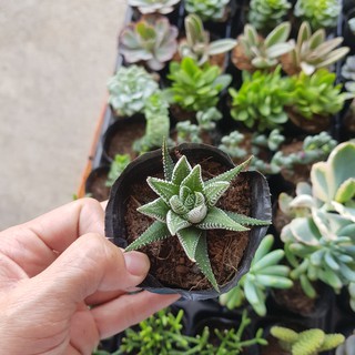 Sen đá móng rồng Haworthia fasciata — Zebra Plant xòe và móng rồng cúp (Đọc mô tả)