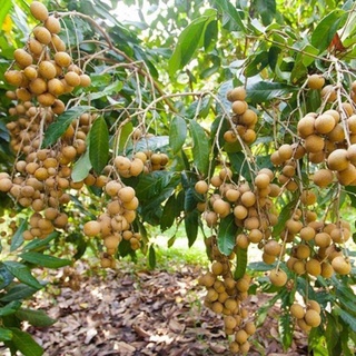 Cây giống nhãn IDO thái lan