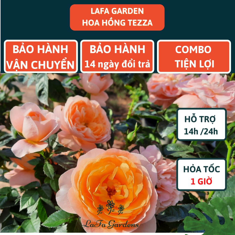 Hoa hồng TEZZA kích thước 40-60cm, màu cam, đỏ, hồng, kèm phân bón hữu cơ eco root chai 100ml, Combo phân bón hoa hồng